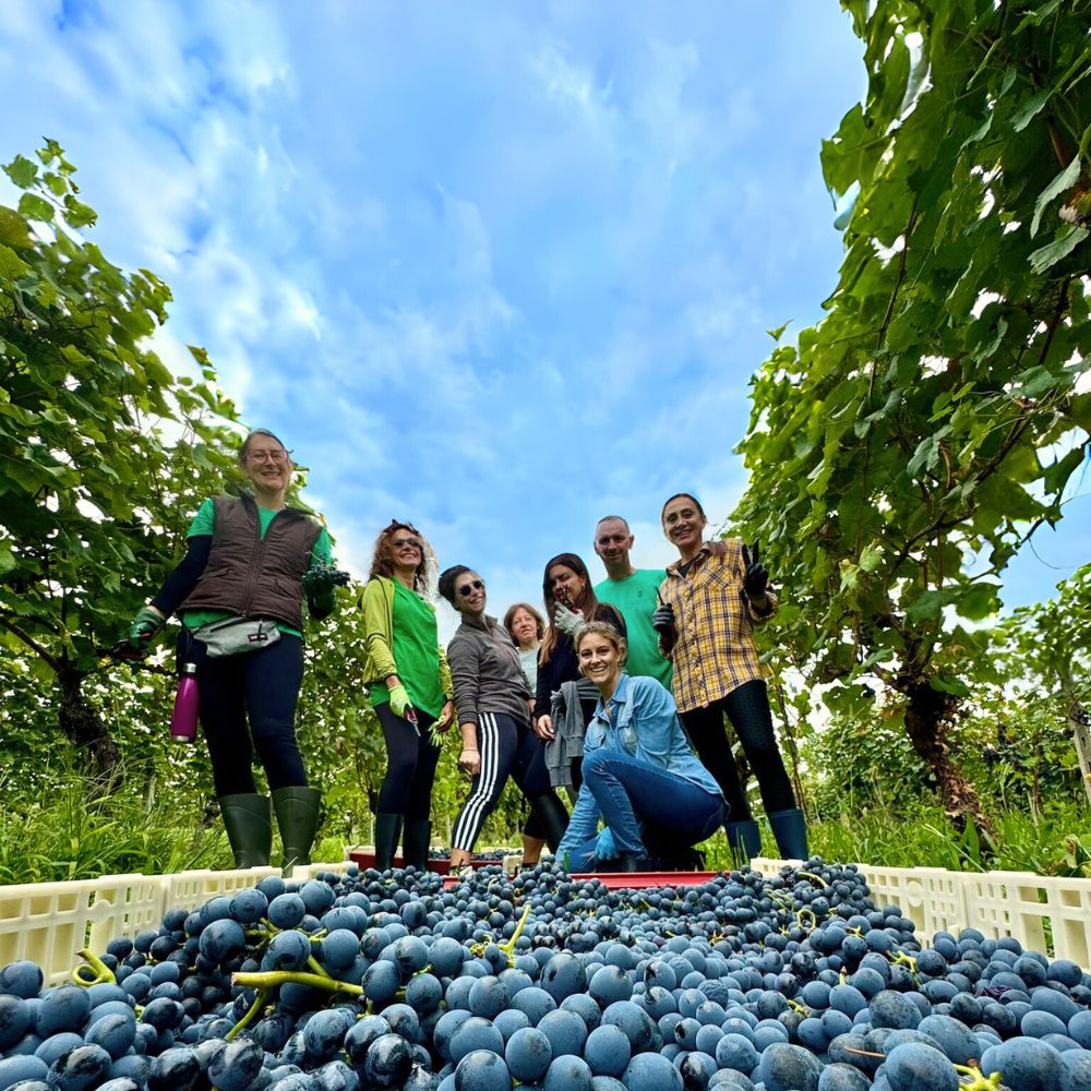 La grande domanda che ogni anno viene fatta: Com'è andata la vendemmia?