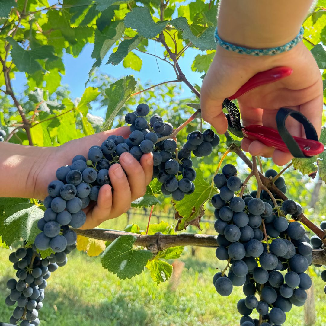 La Vendemmia e la Biodiversità nella Nostra Cantina